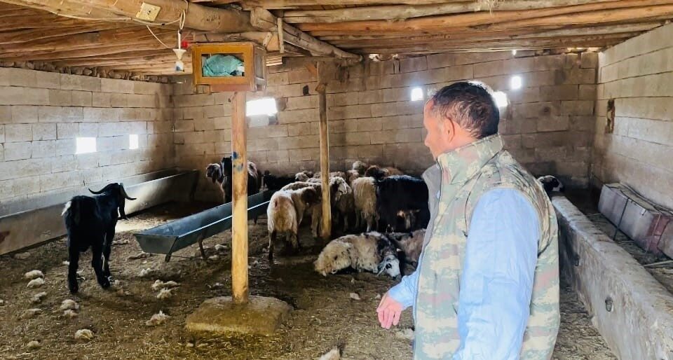 Ceylanpınar’da Sahipsiz Köpekler, Besicinin 5 Koyununu Telef Etti Ceylanpınar'da Halil Akkuş'a ait ahıra giren sahipsiz köpekler, 5 koyunu