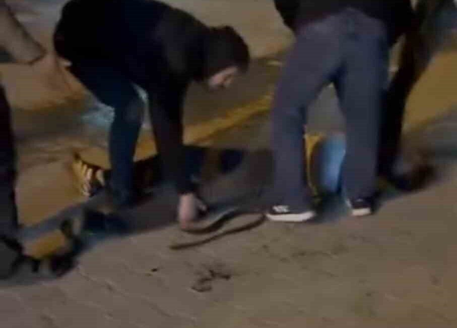 Şanlıurfa'nın Haliliye ilçesinde meydana gelen kavgada iki grup birbirine bıçak,