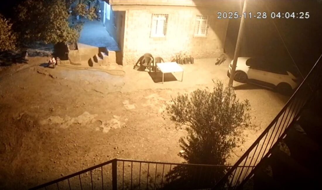 Şanlıurfa'nın Bozova ilçesinde sırtlanlar, aç kalınca Karaağıl Mahallesi'ndeki bir tavuk