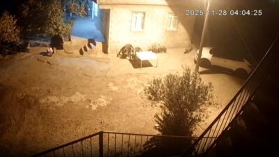 Şanlıurfa'nın Bozova ilçesinde sırtlanlar, aç kalınca Karaağıl Mahallesi'ndeki bir tavuk