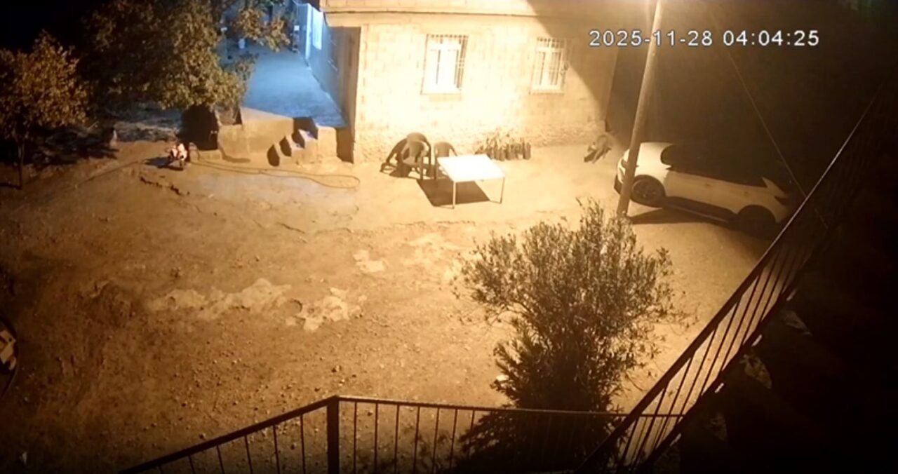 Şanlıurfa'nın Bozova ilçesinde sırtlanlar, aç kalınca Karaağıl Mahallesi'ndeki bir tavuk