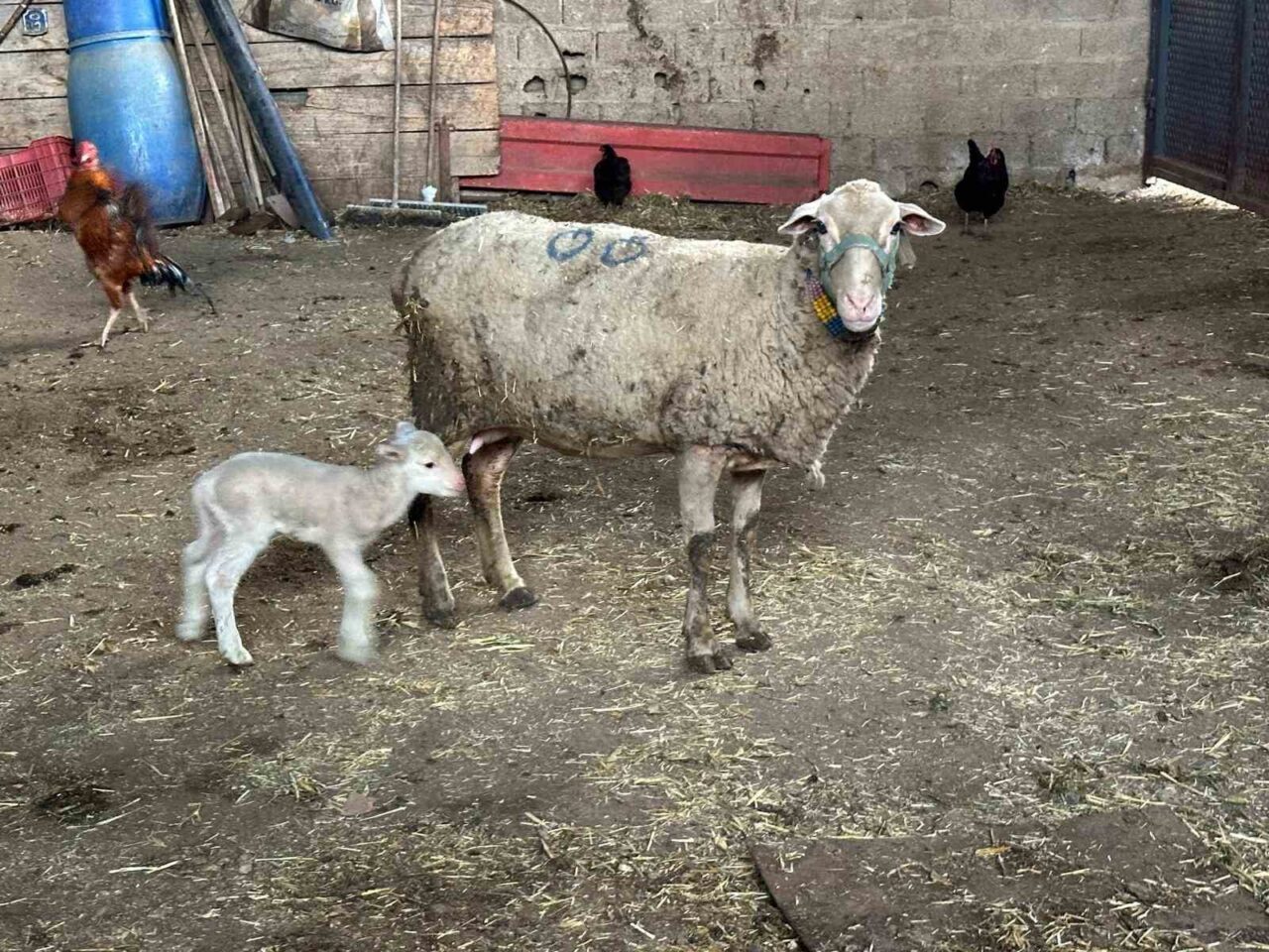 Bursa Uludağ Üniversitesi'nden Prof. Dr. Sezgin Şentürk, şap hastalığına yönelik