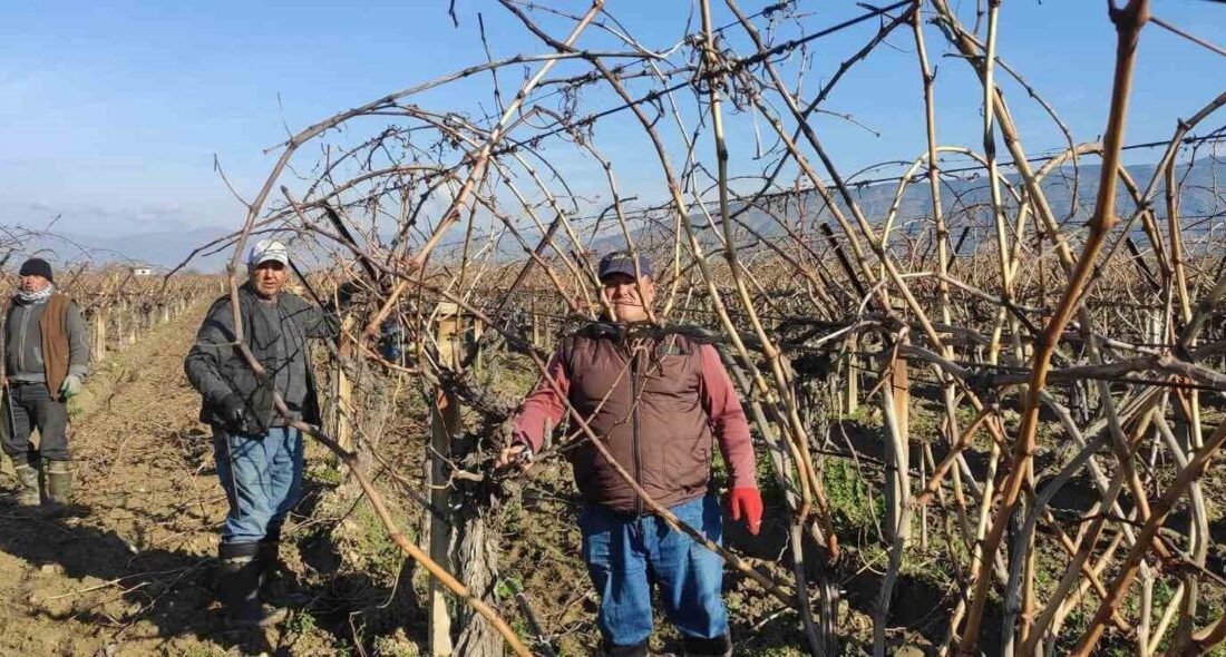 Sarıgöl’de üzüm bağlarında çalışacak budama işçileri için belirlenen yevmiyeler açıklandı. Sarıgöl'de üzüm bağlarında budama yapacak işçilere günlük 1500 lira yevmiye