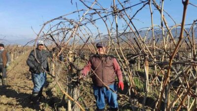 Sarıgöl'de üzüm bağlarında budama yapacak işçilere günlük 1500 lira yevmiye