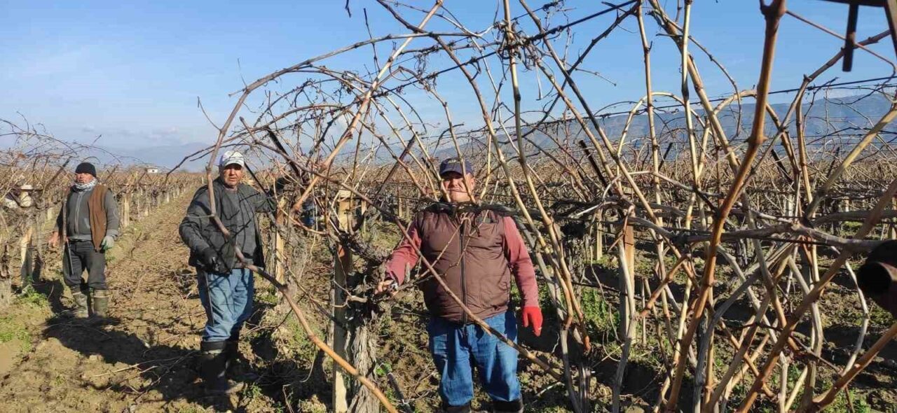 Sarıgöl'de üzüm bağlarında budama yapacak işçilere günlük 1500 lira yevmiye