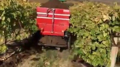 Manisa'nın Sarıgöl ilçesinde, üzüm hasadının tamamlanmasının ardından üreticiler kışlık bakım