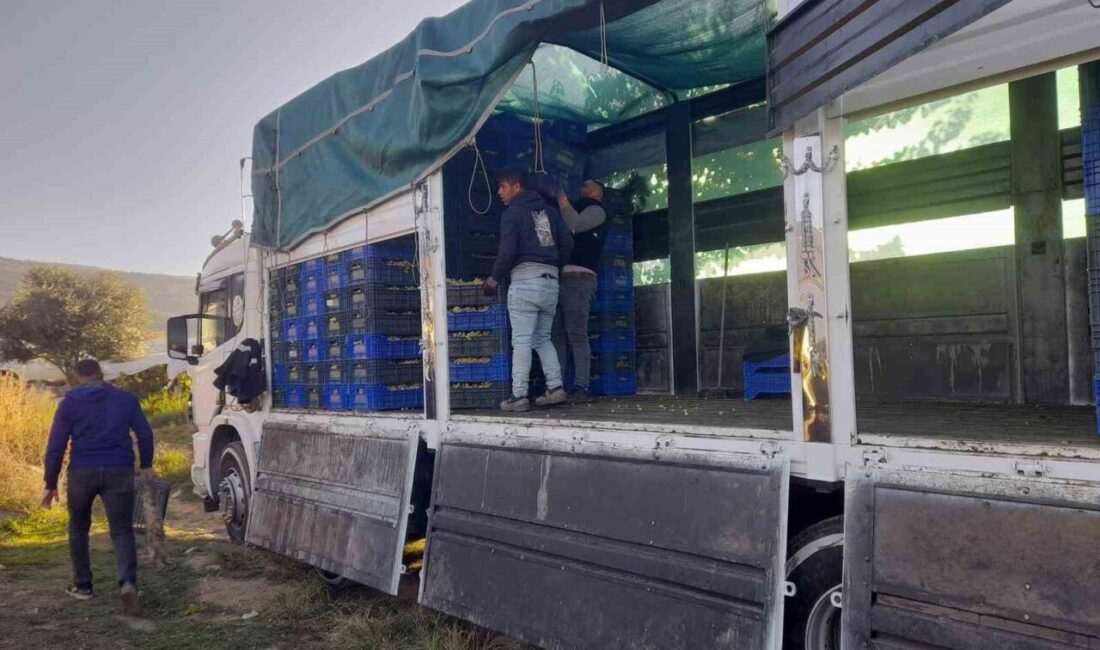 Sarıgöl’de Üzüm Kesim Çalışmaları Devam Ediyor, Çiftçiler Fiyatlardan Şikayetçi Manisa'nın Sarıgöl ilçesinde, örtüaltı üzümlerinin kesim çalışmaları hızla devam ediyor.