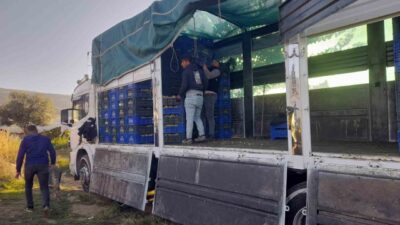 Manisa'nın Sarıgöl ilçesinde, örtüaltı üzümlerinin kesim çalışmaları hızla devam ediyor.