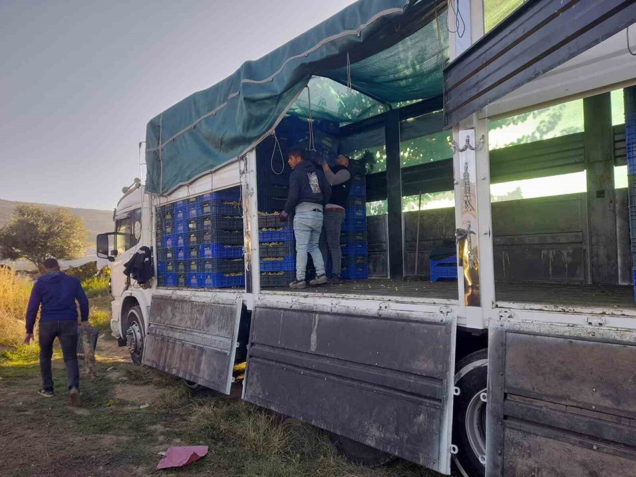 Manisa'nın Sarıgöl ilçesinde, örtüaltı üzümlerinin kesim çalışmaları hızla devam ediyor.