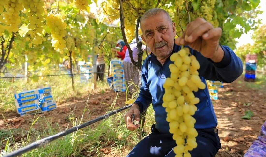 Sarıgöl Ziraat Odası Başkanı Ali İhsan Ülgen, yağışların etkisiyle yaş