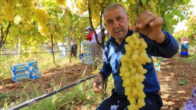 Sarıgöl Ziraat Odası Başkanı Ali İhsan Ülgen, yağışların etkisiyle yaş