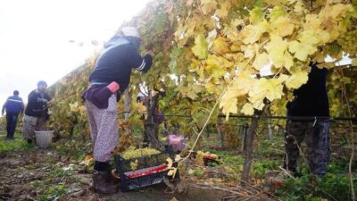 Manisa'nın Sarıgöl ilçesinde üretilen çekirdeksiz Sultaniye üzümlerinin hasadı kış aylarına