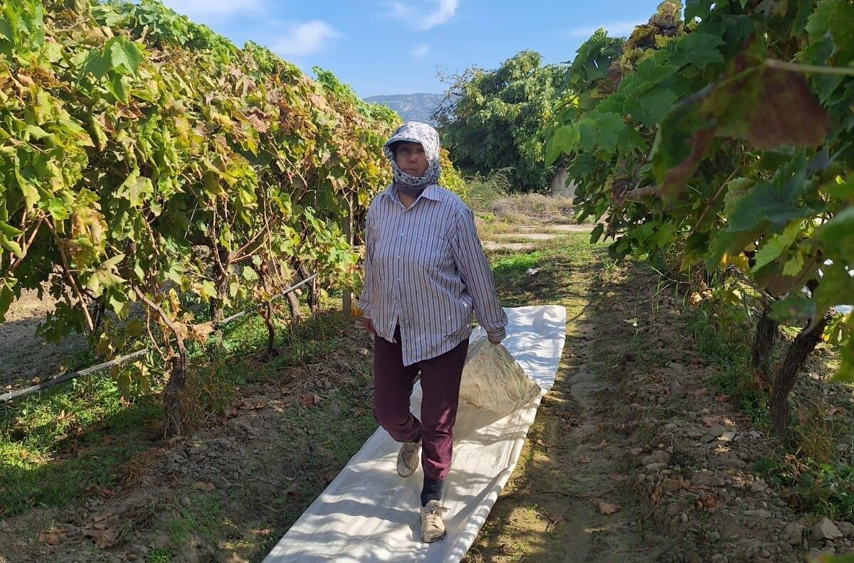 Manisa'nın Sarıgöl ilçesinde üzüm hasadı tamamlandı. Üreticiler, olumsuz hava koşullarından