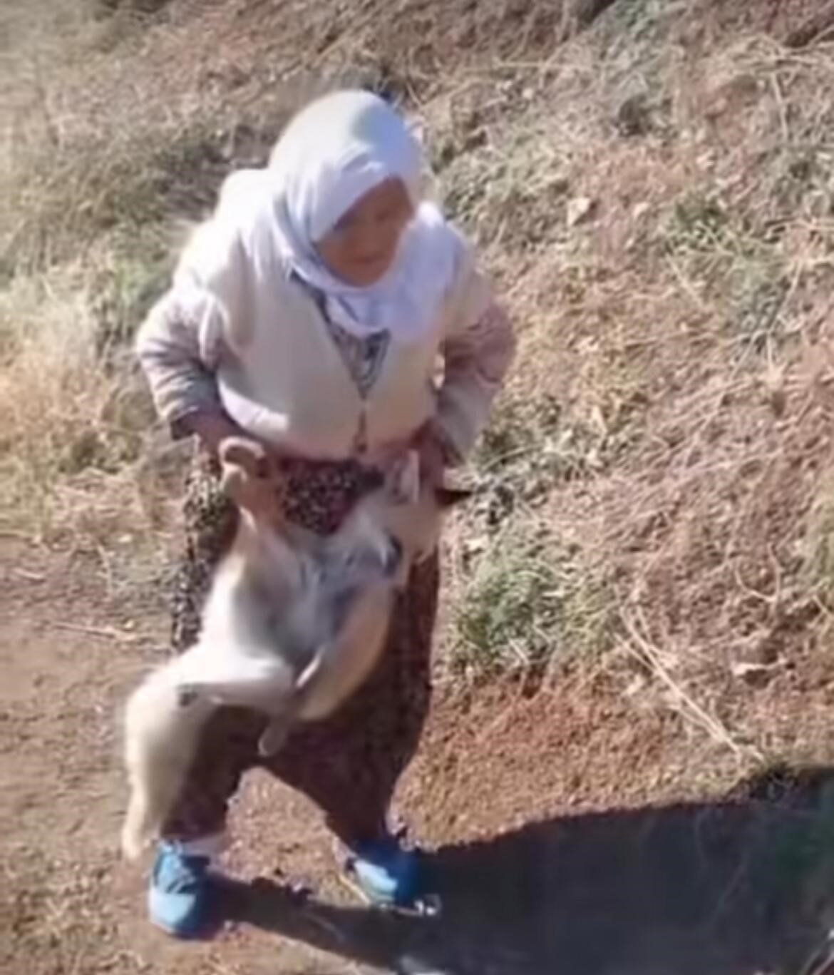 Tayyibe Karabulut, Sason'un Gürgenli köyünde tilkiyi kucaklayarak kurtaran "cesur nine"