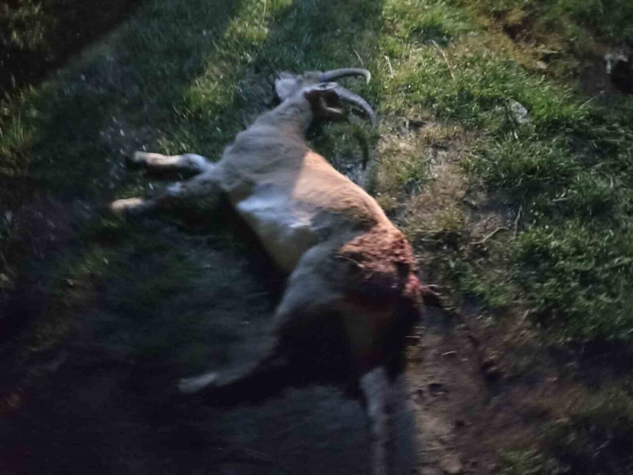 Konya'nın Seydişehir ilçesindeki Madenli Yaylası'nda, koruma altındaki iki yaban keçisini