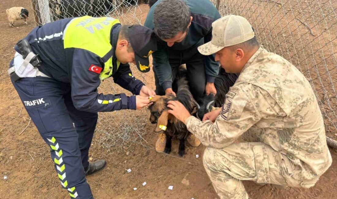 Siirt’te Jandarma, Hayvan Kazalarını Önlemek İçin Reflektif Bant Uyguluyor Siirt İl Jandarma Komutanlığı, hayvana çarpma kazalarını önlemek için sürüye