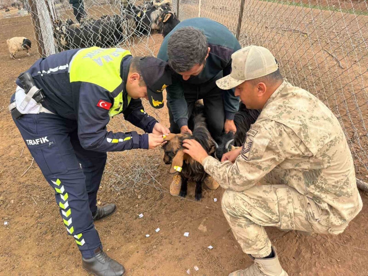 Siirt İl Jandarma Komutanlığı, trafikte hayvana çarpma kazalarını engellemek için