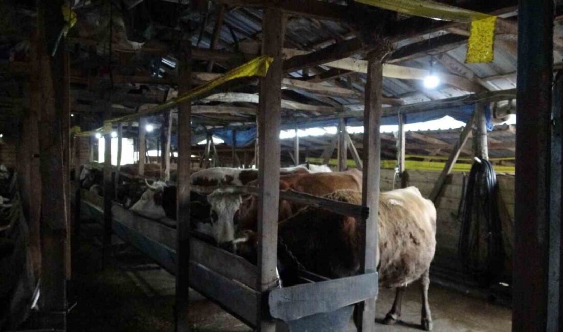 Şile’de Şap Hastalığı İle Mücadelede Karantina ve Aşılama Çalışmaları Başlatıldı Şile'nin Teke Mahallesi'nde şap hastalığı nedeniyle 3 köy karantinaya alındı,