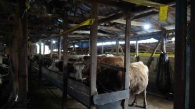 Şile'nin Teke Mahallesi'nde şap hastalığı nedeniyle 3 köy karantinaya alındı,