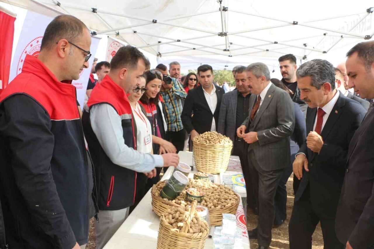 Şırnak'ın Silopi ilçesinde düzenlenen yer fıstığı hasat şenliğine Vali Birol