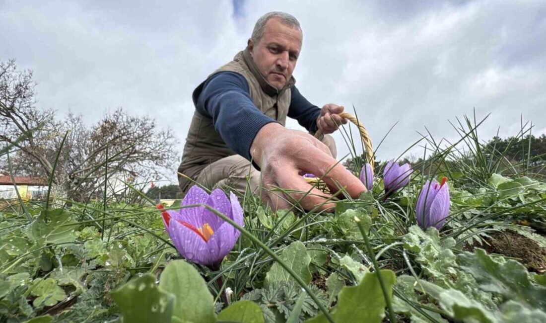 Safranbolu’da Yağışlar, Safran Üretimini Olumlu Etkileyerek Hasat Süresini Uzatıyor Safranbolu'daki safran üretimi bu yıl iklim koşulları sayesinde daha verimli