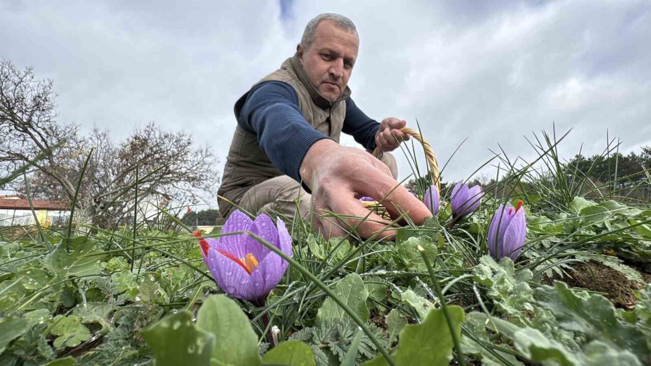 Safranbolu'da safran üretimi, bu yıl yağışların etkisiyle artış gösterdi. Üretici