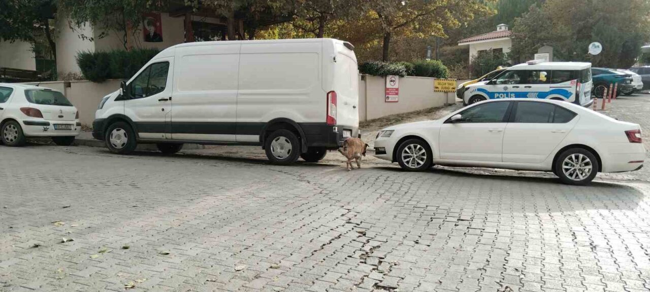 Divriği'de bir kamu görevlisi, park halindeki otomobilinin başıboş sokak köpekleri