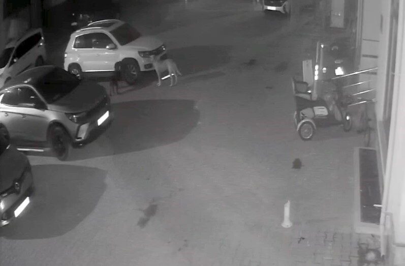 Cide’de Sokak Köpekleri Park Halindeki Araca Zarar Verdi, Araç Sahibi İkinci Kez Mağdur Oldu Kastamonu'nun Cide ilçesinde Melihcan Kaçar'a ait otomobil, park halindeyken sokak