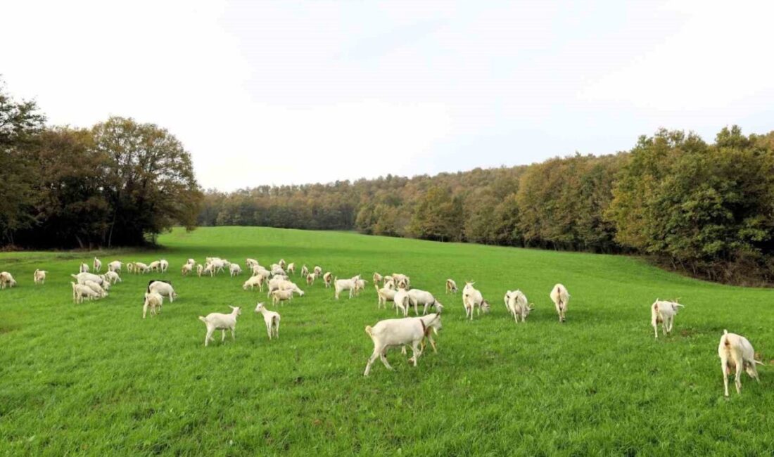 Kocaeli Büyükşehir Belediyesi'nin yüzde 75 hibeli süt otu tohumu desteği,
