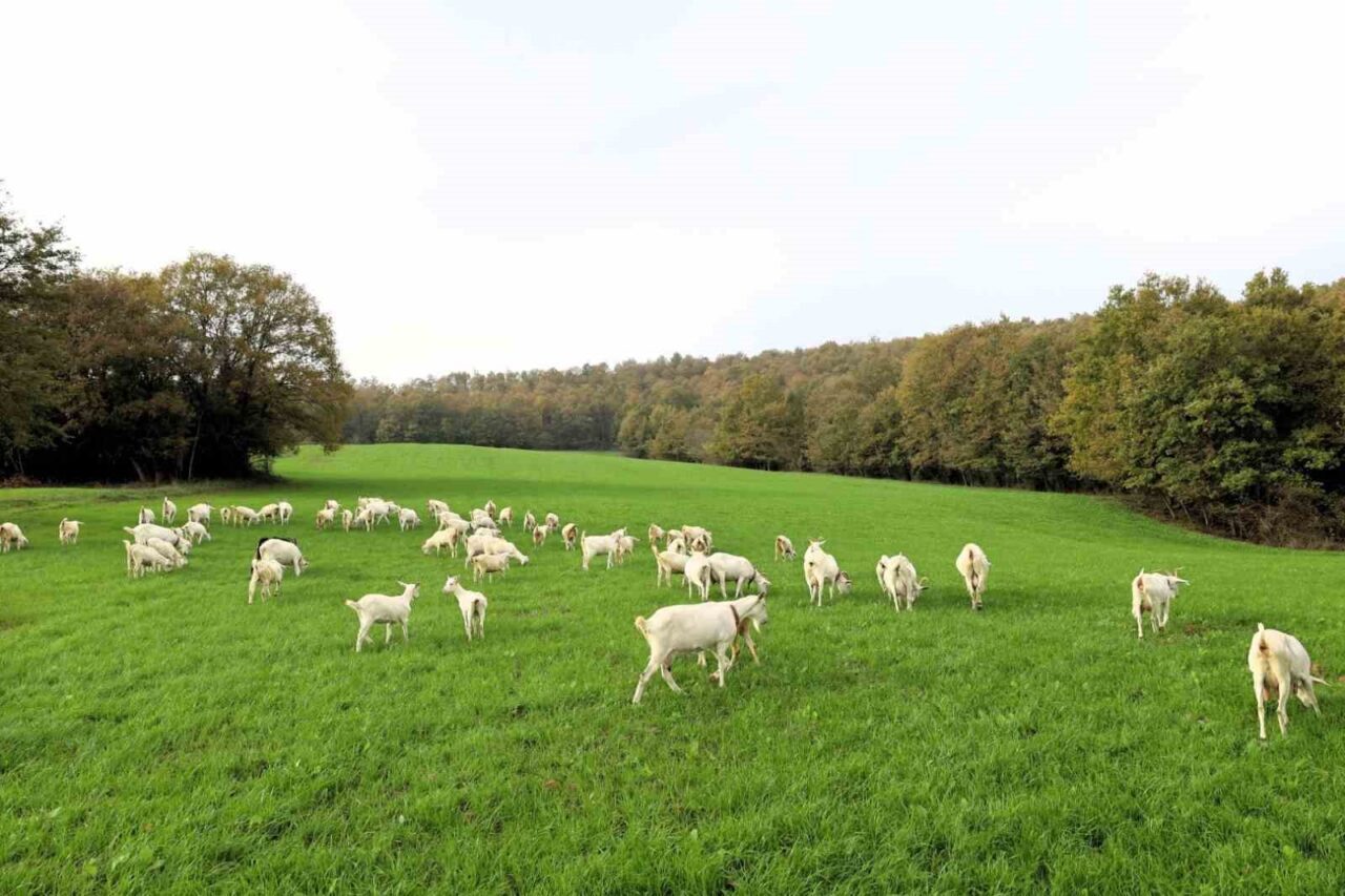 Kocaeli'de hibe ile sağlanan süt otu tohumları, İzmit kırsalında hayvancılığı