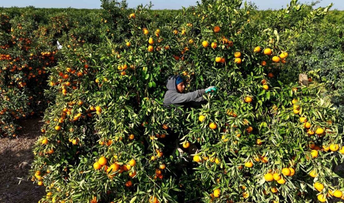 Adana’da Grev Nedeniyle Mandalina Fiyatlarında Düşüş ve Rekolte Sorunu Yaşanıyor Adana'da mandalina üretimi, tarım işçilerinin 9 günlük grevi nedeniyle olumsuz