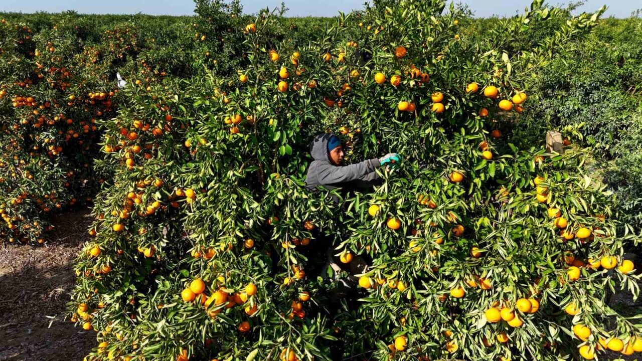 Adana’da Grev Nedeniyle Mandalina Fiyatlarında Düşüş ve Rekolte Sorunu Yaşanıyor