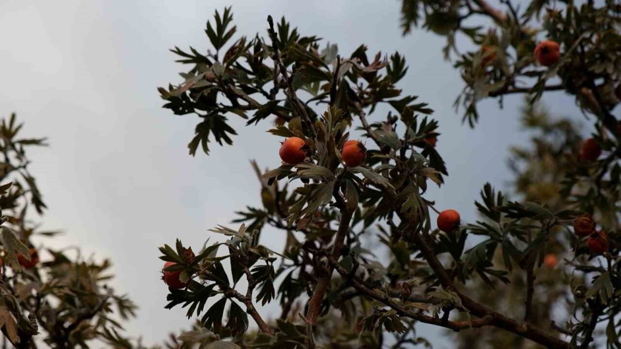 Bitlis'in Tatvan ilçesine bağlı Yelkenli köyünde alıç hasadı başladı. Kuraklık