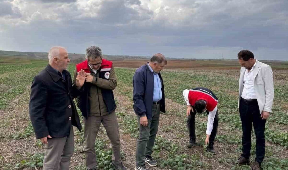 Tekirdağ’da Kanola Ekim Alanları Yerinde Değerlendirildi Tekirdağ İl Tarım ve Orman Müdürü Mehmet Aksoy, Süleymanpaşa Karacakılavuz'da