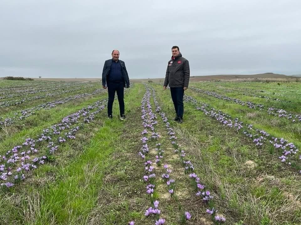 Tekirdağ'da safran üretimi hızla artarken, Tarım ve Orman İl Müdürü