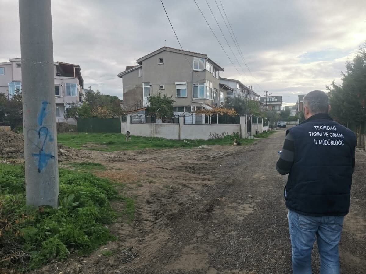 Tekirdağ'da sahipsiz sokak hayvanlarını tespit etmek için kapsamlı bir sayım