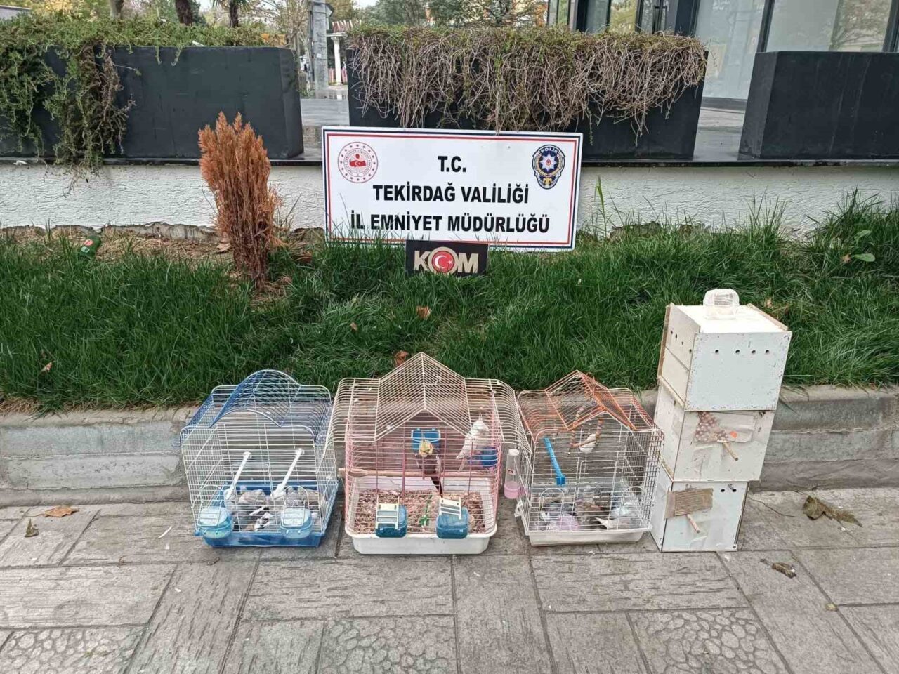 Tekirdağ'ın Çorlu ilçesinde yasa dışı hayvan üretimi yapılan bir işletmeye