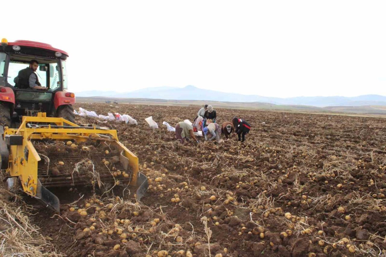 Erzincan'ın Tercan ilçesinde kışlık patates hasadı devam ediyor. Çiftçiler, verimli