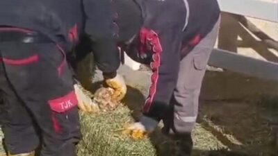 Türkiye Jokey Kulübü'nün Şanlıurfa Hara ve Aşım İstasyonu'nda, yonca balyalarının