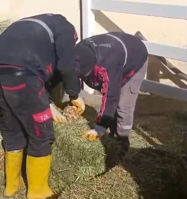 Türkiye Jokey Kulübü'nün Şanlıurfa Hara ve Aşım İstasyonu'nda, yonca balyalarının