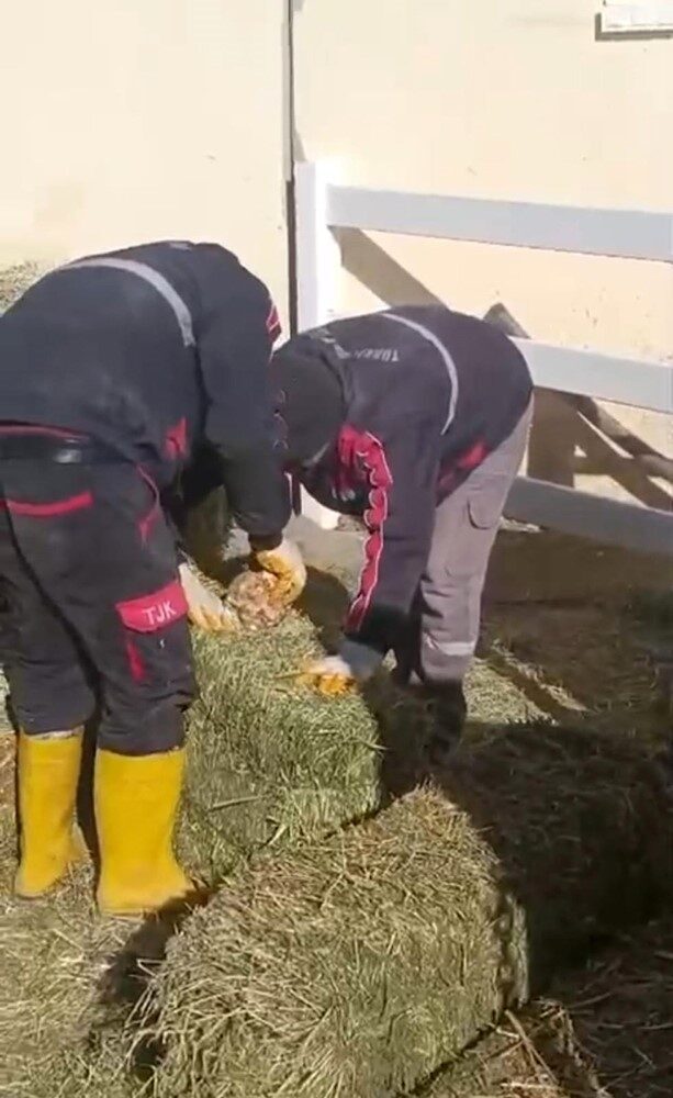 Türkiye Jokey Kulübü'nün Şanlıurfa Hara ve Aşım İstasyonu'nda, yonca balyalarının