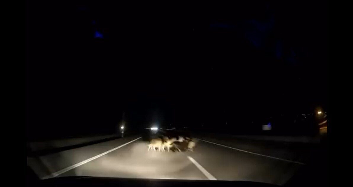 Tokat’ta otomobilin çarptığı koyun sürüsünde 12 hayvan telef oldu