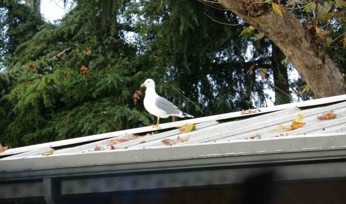 Pendik Atatürk Ortaokulu'ndaki beden eğitimi derslerinde voleybol toplarının çatıda kalması
