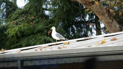 Pendik Atatürk Ortaokulu'ndaki beden eğitimi derslerinde voleybol toplarının çatıda kalması