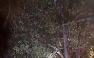 Kocaeli'nin Gölcük ilçesinde çocuklar oyun oynarken, topu ağaca takıldı. Topu