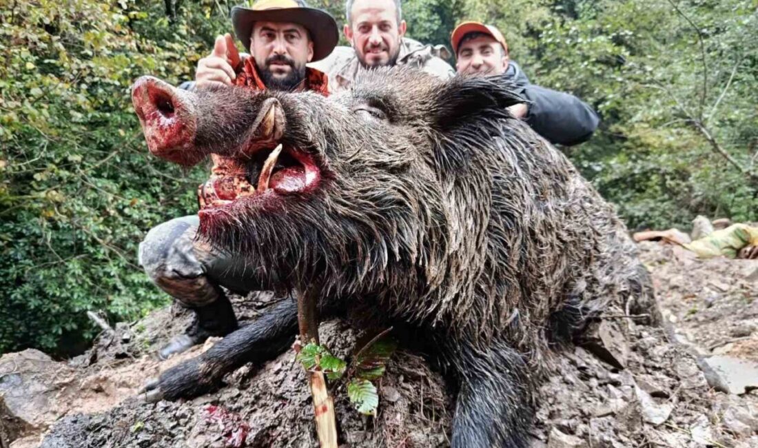 Araklı’da Yaban Domuzlarıyla Mücadelede 300 Kilogramlık Dev Avlandı Trabzon'un Araklı ilçesinde, artan yaban domuzu popülasyonu ile mücadele amacıyla