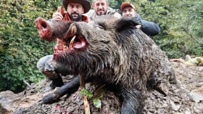 Trabzon'un Araklı ilçesinde, artan yaban domuzu popülasyonu ile mücadele amacıyla