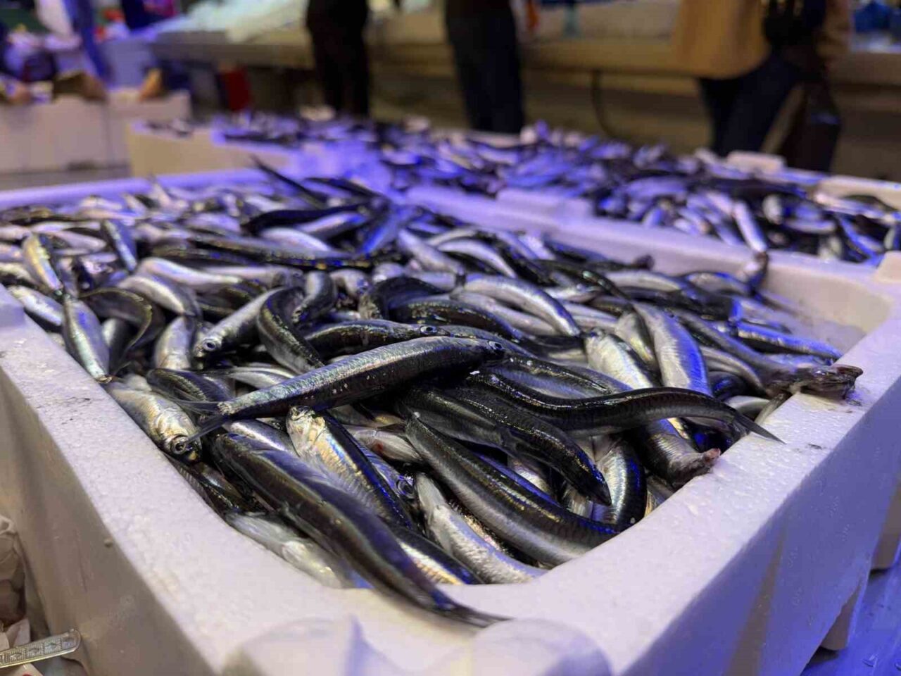 Erzincan'da balık sezonunun açılmasıyla taze balık tezgâhları doldu. Balık işletmecisi