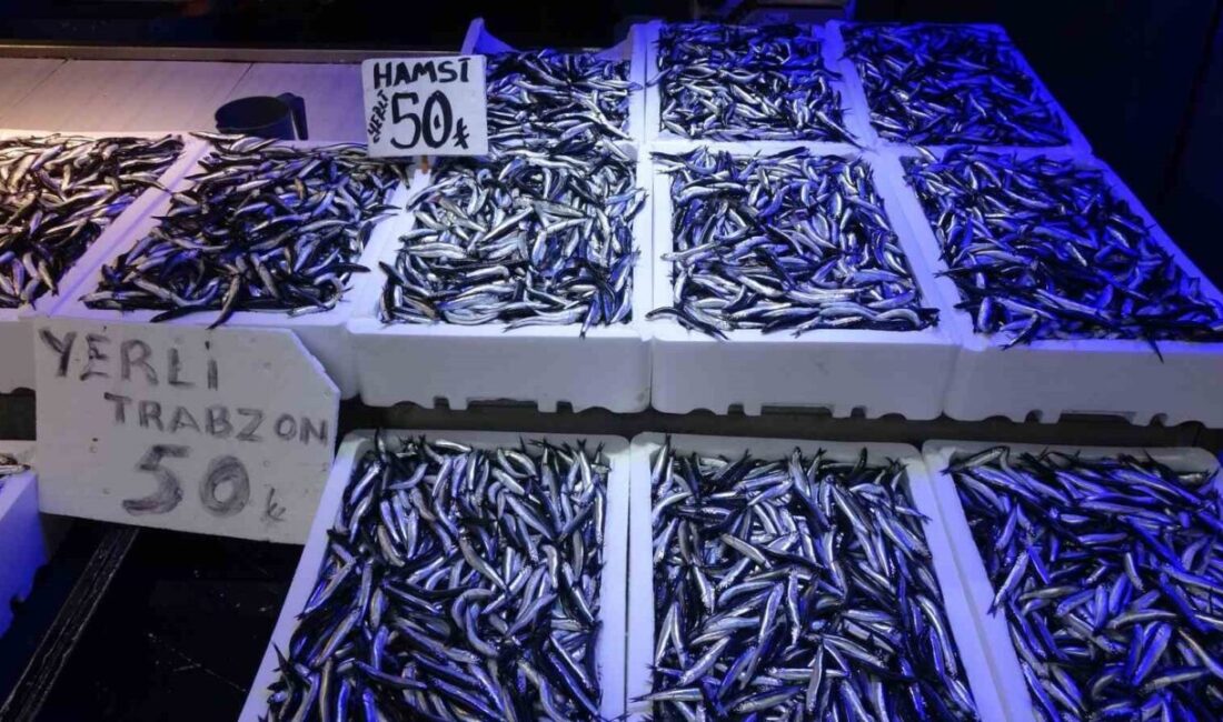 Karadeniz'de bu yıl hamsi bol bulunuyor. Trabzonlu balıkçılar, hamsinin bu