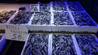 Karadeniz'de bu yıl hamsi bol bulunuyor. Trabzonlu balıkçılar, hamsinin bu